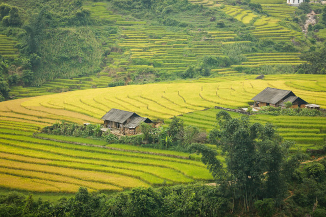 			Dọc đường đi Mường Hum - Y Tý, bạn sẽ bắt gặp những căn nhà nhỏ nằm bình yên giữa ruộng bậc thang - Ảnh: Tiến Thành			