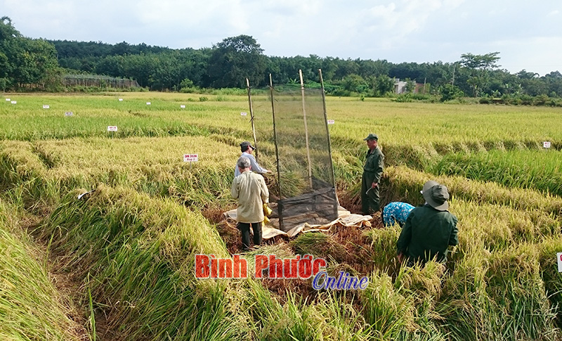 Nông dân xã Thiện Hưng thu hoạch 12 giống lúa do Trạm Khuyến nông và Phòng Nông nghiệp huyện trồng thử nghiệm trên cùng một chân ruộng