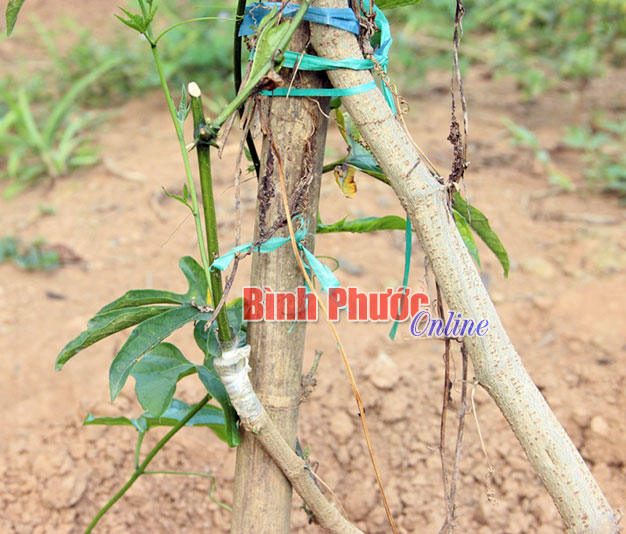 Sau 6 tháng trồng và chăm sóc, những cây giống đực phải ghép lại nhưng đứng trước nguy cơ “phá sản” vào mùa khô 