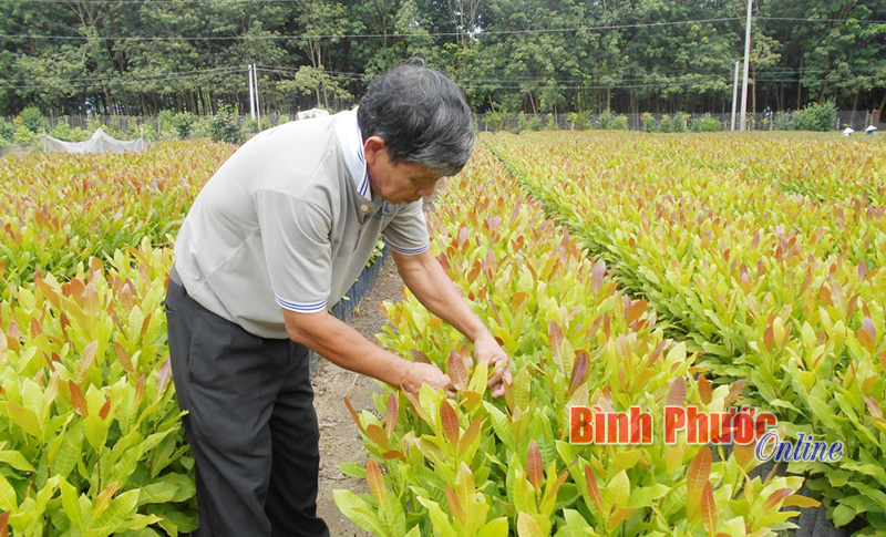 Ông Xuân đang kiểm tra chất lượng giống điều ghép