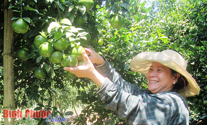 Sản phẩm của người dân xã Tân Thành sau những tháng ngày vất vả