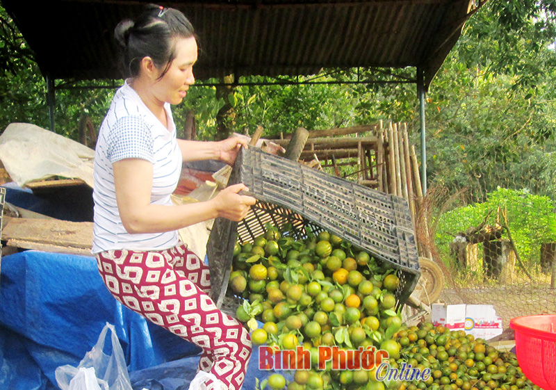 Phân loại quýt đường trước khi bán cho người tiêu dùng