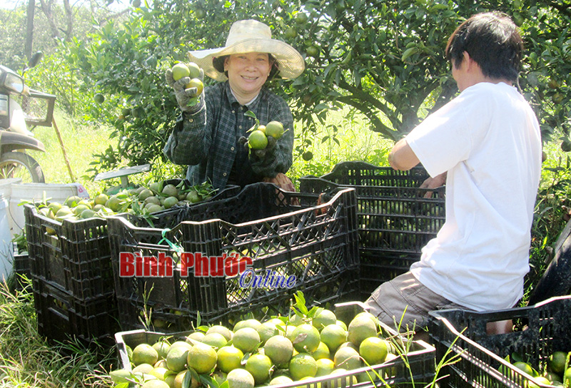 Cảnh mua bán quýt diễn ra ngay trong vườn