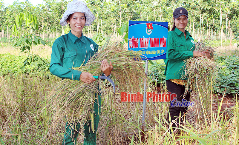 Niềm vui của đoàn viên thanh niên người S’tiêng với những bó lúa trĩu hạt