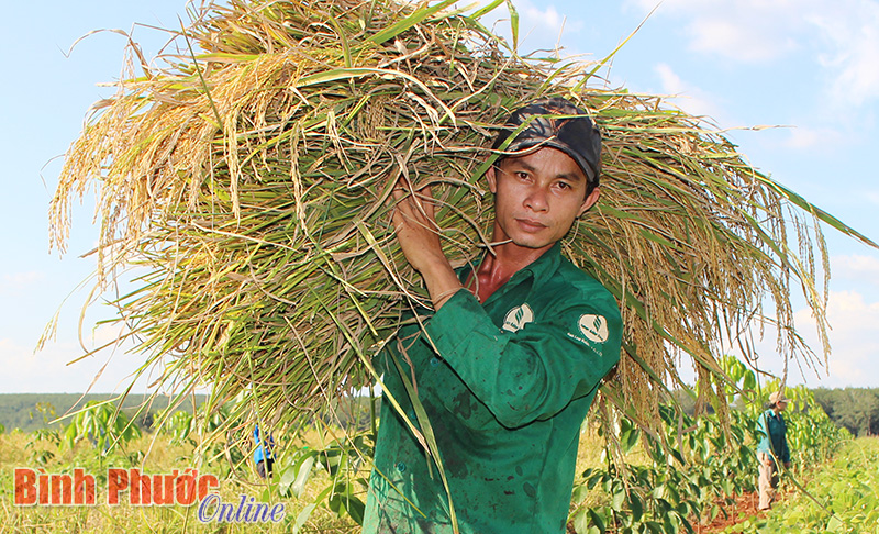 Chuyển lúa về điểm tập kết