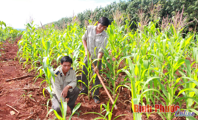 Hai anh Hoàng Đức Thắng (trái) và Nguyễn Cảnh Hạnh nhận trồng xen 9 ha bắp và mè