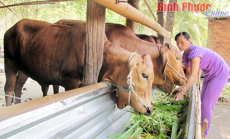 Mô hình chăn nuôi bò khép kín quy mô hộ gia đình của anh Nguyễn Thành Tuấn ở tổ 7, xã Minh Hưng (Chơn Thành) đang là cách làm cho thu nhập cao