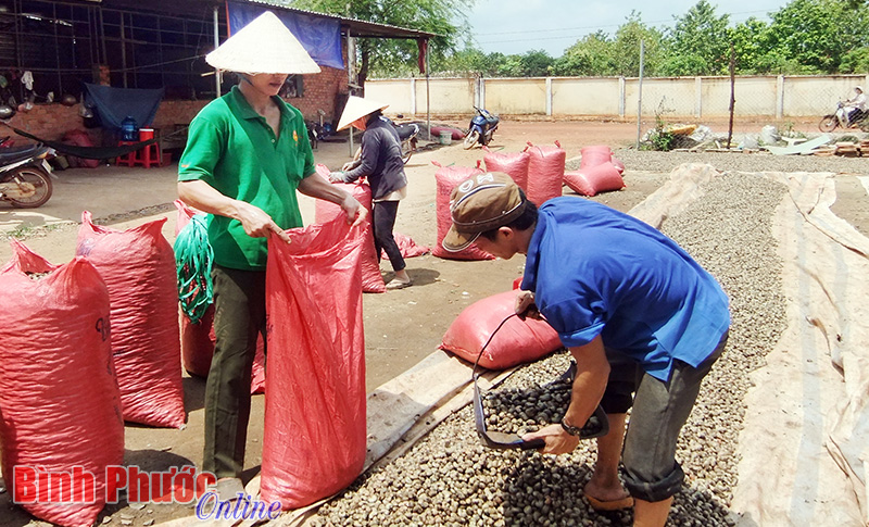 Phơi điều thô tại một doanh nghiệp ở ấp 4, xã Tiến Thành, thị xã Đồng Xoài - Ảnh: B.L