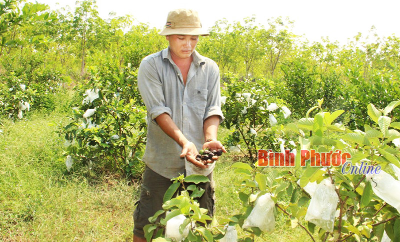 Anh Bùi Văn Bé Hai ở ấp 7, xã Lộc Hưng trồng 2,7 ha quýt đường và ổi. Nắng hạn kéo dài, ổi và quýt đường khô héo, trái non rụng kín đất, dự đoán năng suất giảm 50%