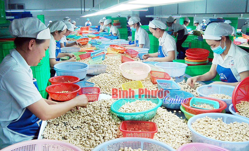 Chế biến điều theo hệ thống quản lý chất lượng sản phẩm HACCP (Ảnh: Công nhân Công ty chế biến điều Hoàng Sơn I ở Bù Đăng trong giờ làm việc)