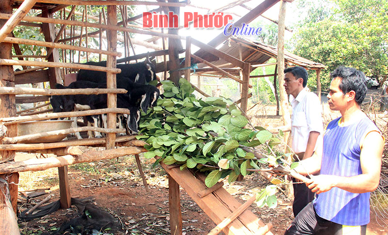 25 hộ nghèo, cận nghèo thôn Thiện Cư được hỗ trợ dê năm 2015, đến nay đều có dê sinh sản từ 2-3 con