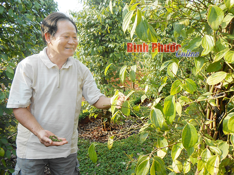 Ông Ngô Quang Chèo - người nổi tiếng trồng tiêu ở Lộc Thành đã không cầm được nước mắt trước vườn tiêu năm nay giảm 98% sản lượng