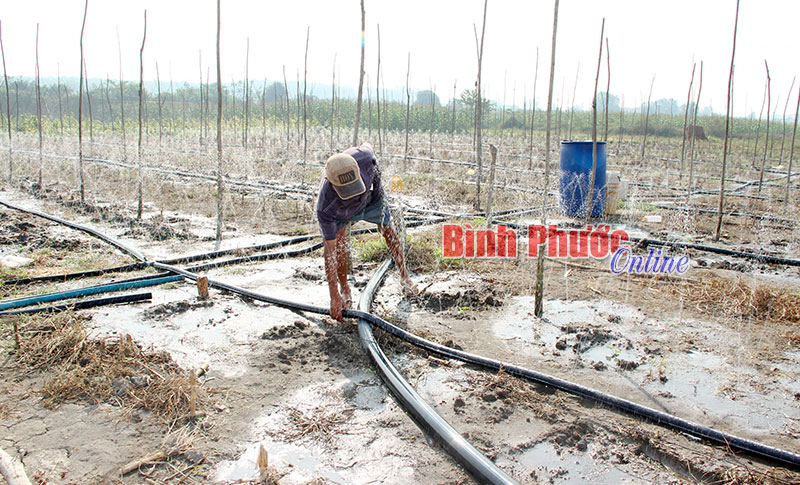 Ông Nguyễn Văn Thơm có nước tưới cho vườn bí xanh giữa mùa khô nhờ mô hình tưới tiết kiệm