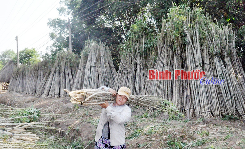 Lao động nông nhàn cũng kiếm được việc khi vào vụ mì