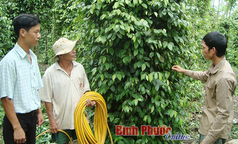 Nông dân xã Tân Thành (Bù Đốp) chia sẻ kinh nghiệm chăm sóc hồ tiêu