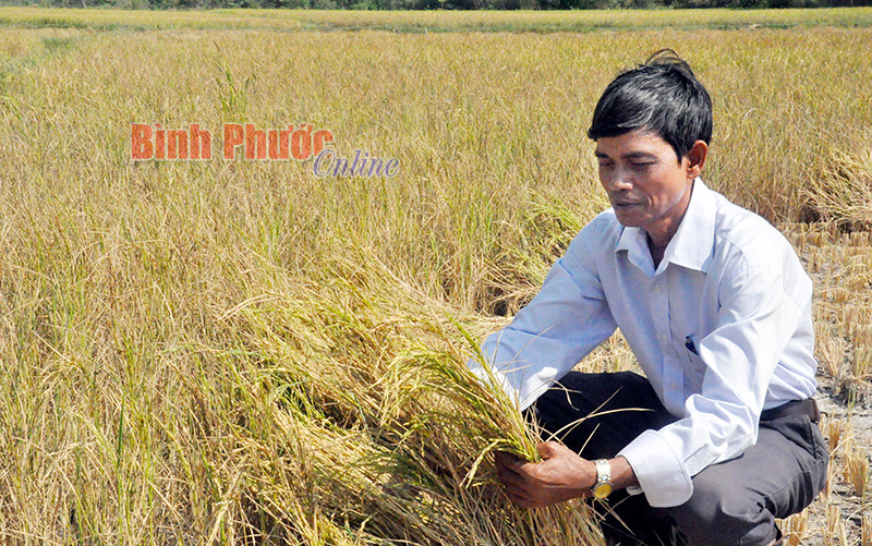 Khô hạn nên lúa không làm hạt được, cả cánh đồng chỉ toàn cây rơm (ảnh chụp tại cánh đồng ấp Đông Phất, xã Thanh Bình, huyện Hớn Quản)