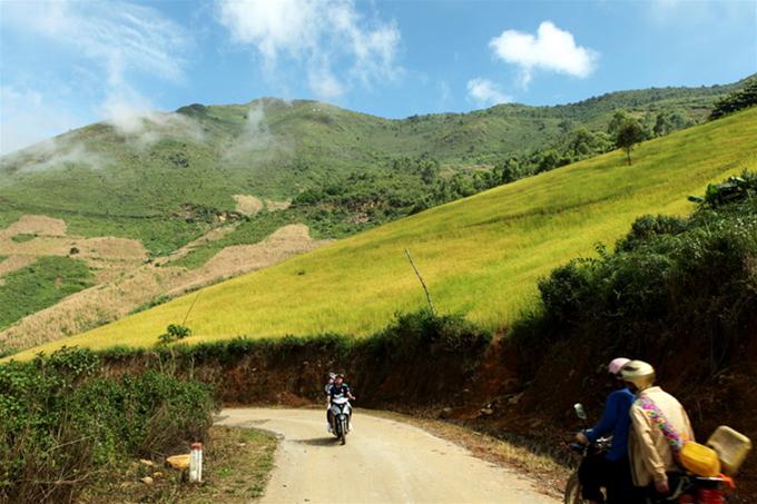 Lúa nương đã chín vàng lưng núi - Ảnh: Châu Giang