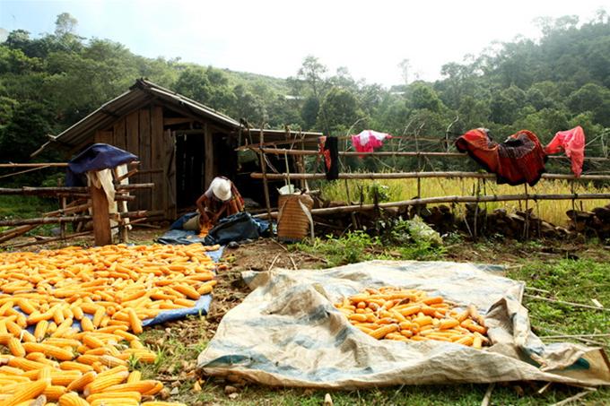 Phơi ngô - Ảnh: Châu Giang