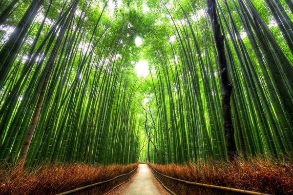 Hơn chục loại tre phát triển thành rừng ở khu vực Arashiyama - phía tây của Nhật Bản đã tạo nên nét độc đáo hiếm có. Các cây tre xanh mướt cao gần 30m vươn thẳng hai bên lối đi nhỏ ở Sagano là một trong những khung cảnh ấn tượng và đẹp nhất thế giới mà bất kỳ người nào cũng muốn được một lần chiêm ngưỡng.