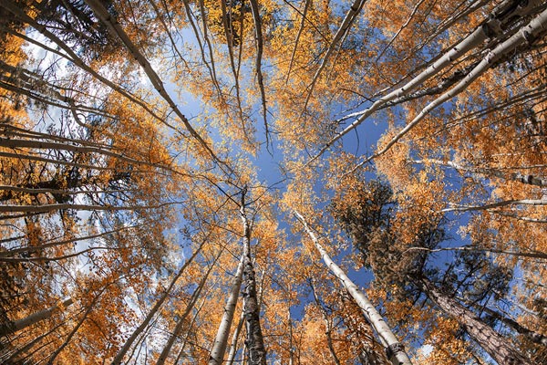 Nằm trong vùng Arizona, Coconino là một khu rừng trên cao nguyên, với các loài cây có tán lá tuyệt đẹp mọc dọc theo triền núi lên đến độ cao trên 3,6 km. Ở Coconino có rất nhiều con đường mòn thú vị cho bạn khám phá khu rừng. 