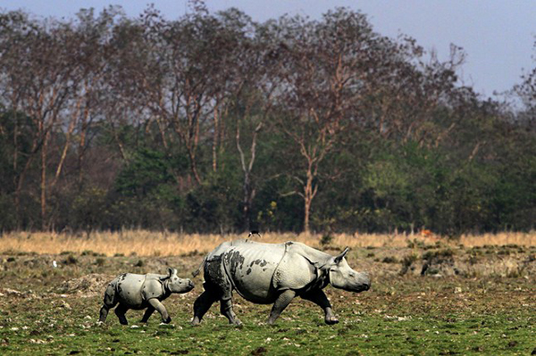 3. Mẹ con tê giác tại Khu bảo tồn Pobitora, Assam, Ấn Độ