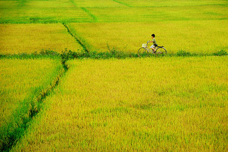 Đi qua cánh đồng