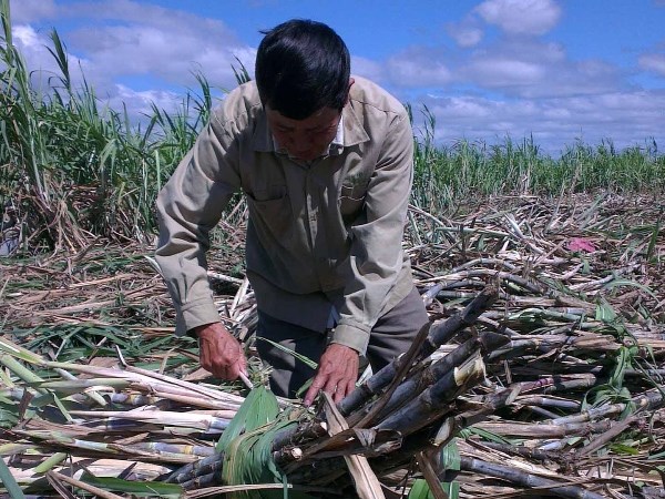 Công ty cổ phần trồng rừng Công nghiệp Gia Lai bị 'tuýt còi' về việc chặt bỏ cây cao su trồng mía. (Ảnh minh họa - TTXVN)