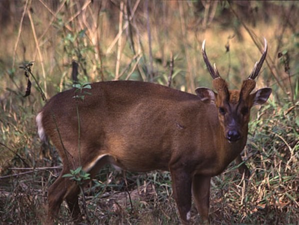 Phát hiện loại mang lớn hiếm có tại khu bảo tồn Sao La, tỉnh Thừa Thiên-Huế. (Ảnh: WWF)