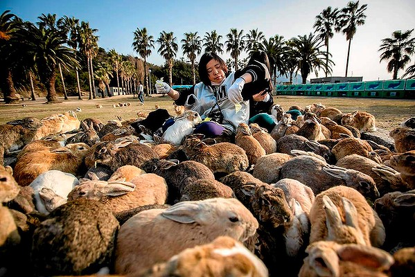 1. Đảo Okunoshima, Nhật Một du khách đang cho thỏ ăn tại đảo Okunoshima - đảo nổi tiếng bởi số có thỏ nhiểu.