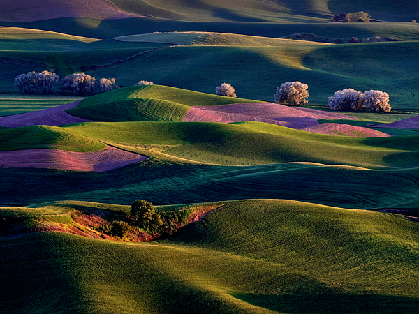 8. Bình minh làm bừng sáng vùng Palouse, Washington, Mỹ