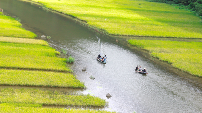 Dòng sông Ngô Đồng trong xanh chảy giữa những ruộng lúa chín vàng