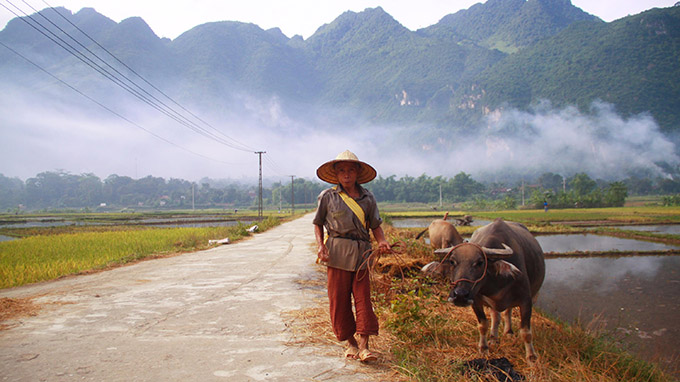 Con trâu được người dân chăm chút. Nó được coi như là tài sản quý nhất của gia đình người Thái - Ảnh: Lê Hồng Thái.