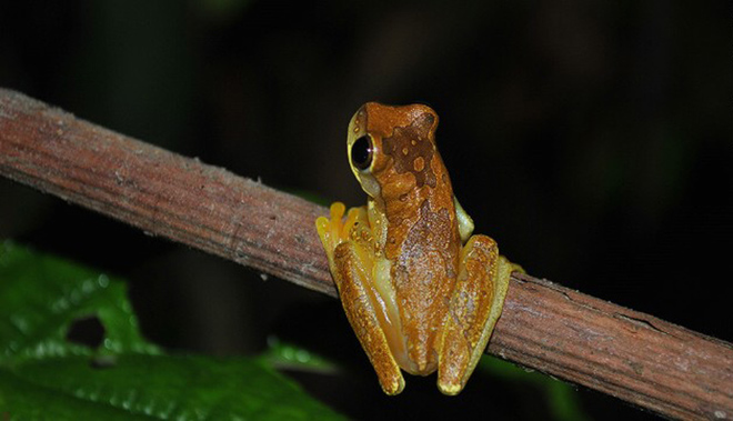 Là một quốc gia nổi tiếng trong việc sở hữu hệ động vật hoang dã phong phú, đa dạng, Costa Rica có nhiều điểm đến phục dụ các tour du lịch ban đêm. Du khách có thể tham gia một tour trên sông nước vào lúc chạng vạng để lắng nghe tiếng côn trùng, âm thanh của rừng núi và ngắm nhìn những chú khỉ leo cây thoăn thoắt hoặc tham gia tour đi bộ vào một khu bảo tồn tư nhân - nơi có nhiều loại chim, ếch nhái... sinh sống. Giá vào khoảng 60 USD cho một tour đi bè và 37 USD cho tour đi bộ.