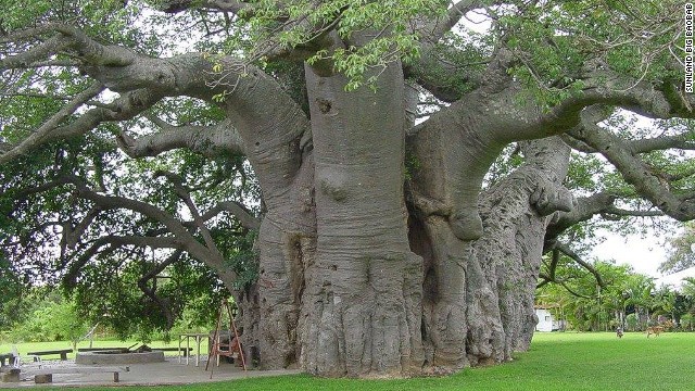 Nằm gần Modjadjiskloof ở tỉnh Limpopo, Nam Phi, Sunland Baobab Estate là nơi có quán bar nằm trong một cây baobab. Quán bar có thể phục vụ 15 người cùng một lúc, nơi này còn là tổ của một số loài động vật và các loài chim.