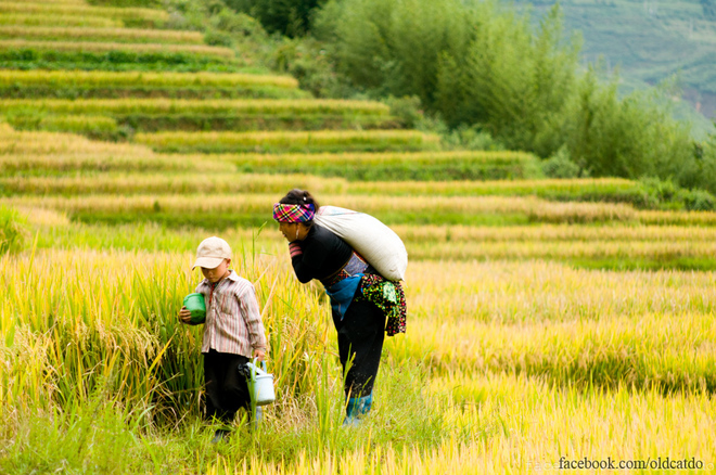 Niềm vui thu hoạch.