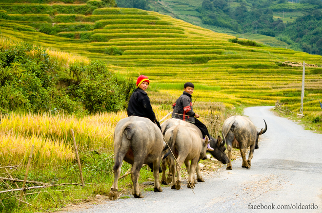 Khung cảnh bình yên khi chiều về ở Y Tý.