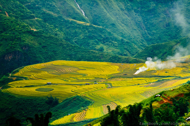 Cả thảm lúa chín thơm nồng mùi khói chiều. Y Tý vài năm trở lại đây luôn là một điểm đến yêu thích của các bạn trẻ nhờ vẻ đẹp hoang sơ khác lạ.