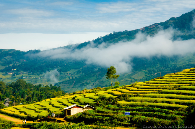 Những làn mây nhẹ buổi sớm lan trên ruộng bậc thang vàng óng.