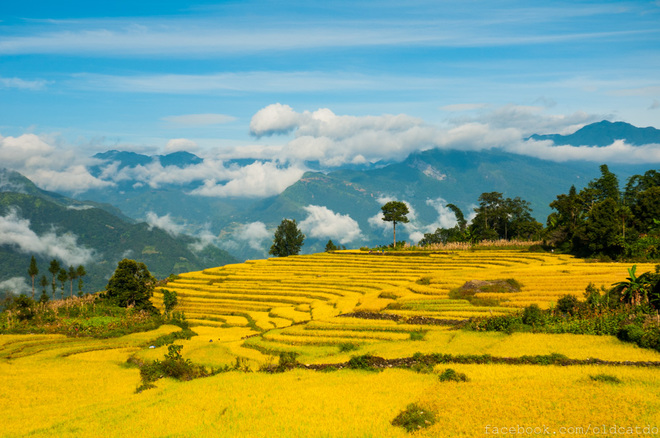 Lúa và mây trời như hòa làm một, ở đây bạn sẽ cảm nhận rõ mùi thơm của lúa chín hòa vào cái nắng thu giữa không gian mênh mang của núi rừng Tây Bắc.