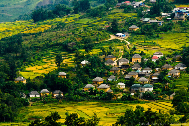 Những ngôi nhà trình tường với đủ sắc màu nằm ẩn hiện giữa mùa lúa chín. Đây là kiểu nhà đặc trưng của dân tộc Hà Nhì ở Y Tý.