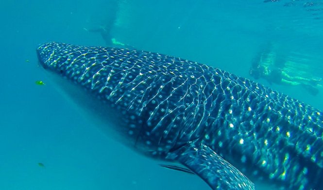 Rặng san hô Ningaloo, Western Australia