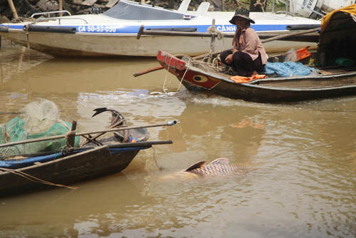 Với kinh nghiệm của người bắt cá nhiều năm, anh Dũng dùng dây đưa vào mang và luồn ra miệng, buộc con cá hô lại và nhờ người anh kéo vào chân cầu Rạch Mương (phường Long Phước, quận 9), cách chỗ bắt cá vài trăm mét.