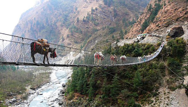 Cây cầu treo Hanging ở Ghasa, Nepal được xây dựng nhằm giúp người dân địa phương cùng đoàn gia súc của họ di chuyển dễ dàng. Phía bên dưới cầu là dòng sông chảy xiết.