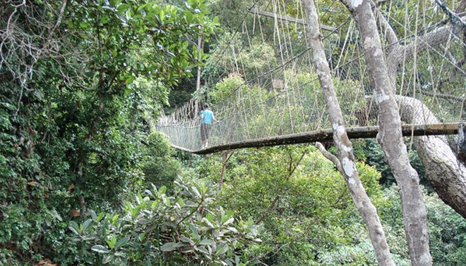 Taman Negara là cây cầu treo dài nhất ở Malaysia, nằm trong vườn quốc gia cùng tên, dài 530 m và được vắt qua những đỉnh cây cổ thụ.