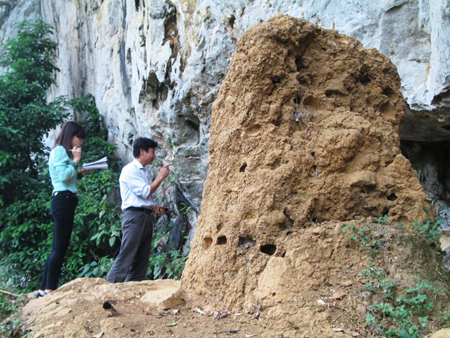 Ông Trương Văn Tý - trưởng thôn làng Khiêng - dẫn phóng viên tới tổ mối hơn trăm tuổi.