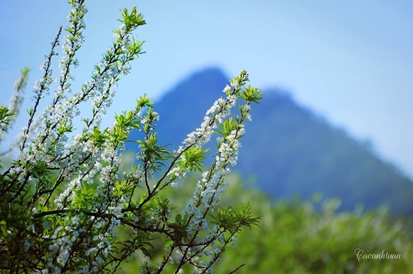 Những nhành mận trắng..