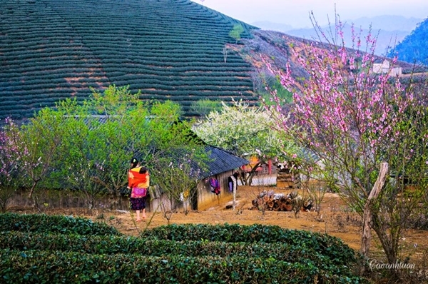 ..mang hơi thở êm dịu cho núi rừng..