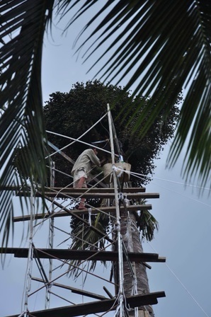 Người dân phải làm giàn giáo để hái quả