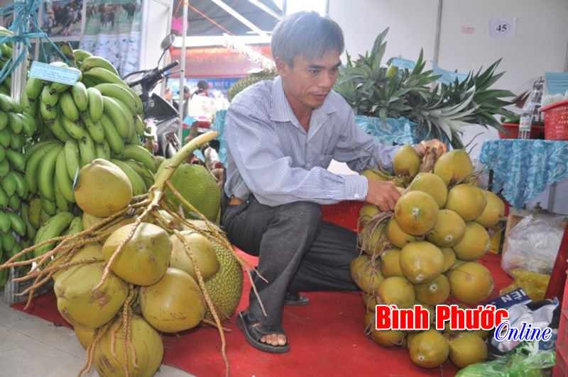 Dừa siêu trái, siêu ngọt của nông dân huyện Chơn Thành, tỉnh Bình Phước