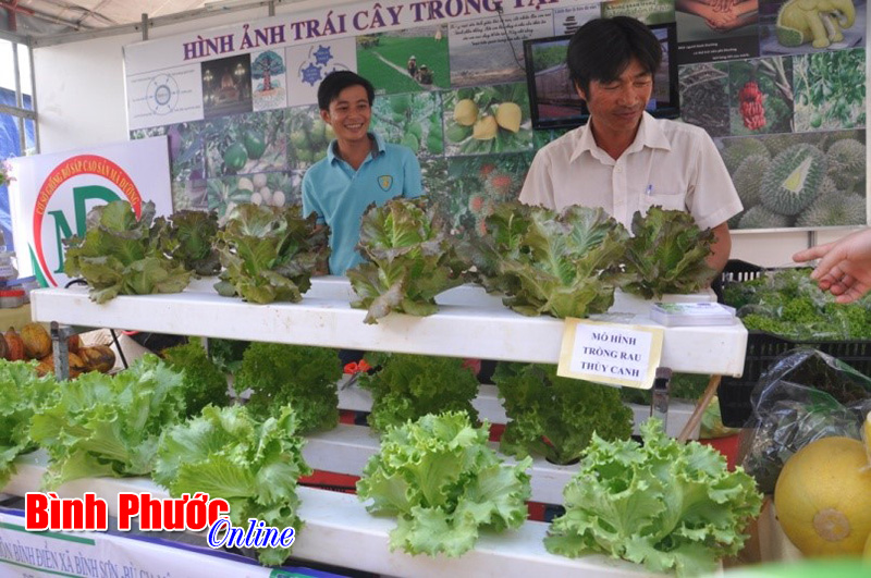 Người dân tìm hiểu rau thủy canh của nông dân Hoàng Phú Hội, ở huyện Bù Gia Mập 